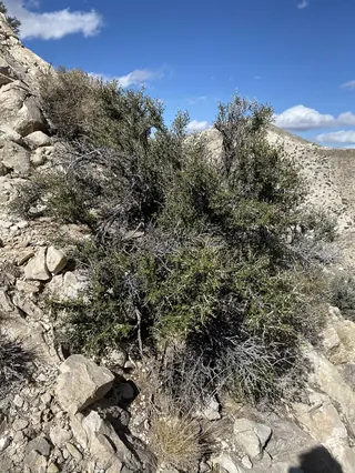 Littleleaf mountain mahogany