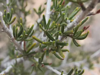 Littleleaf mountain mahogany (Cercocarpus intricatus) — mature form