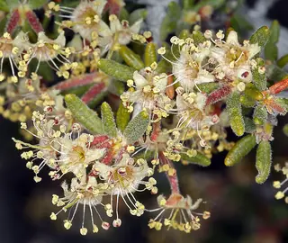 Littleleaf mountain mahogany (Cercocarpus intricatus) — foliage