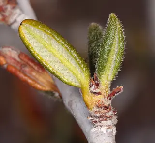 Littleleaf mountain mahogany (Cercocarpus intricatus) — bloom