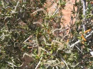 Littleleaf mountain mahogany (Cercocarpus intricatus) — fall color