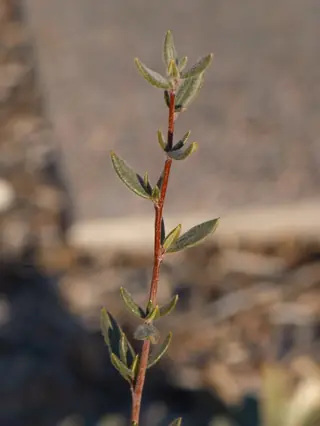 Curlleaf mountain mahogany (Cercocarpus ledifolius) — mature form