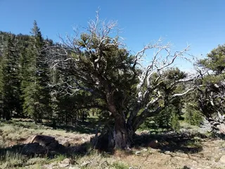 Curlleaf mountain mahogany (Cercocarpus ledifolius) — foliage