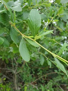 Mountain mahogany