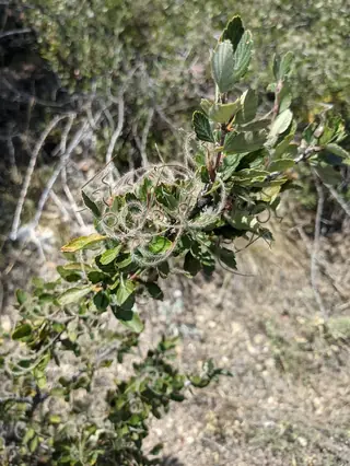 Mountain mahogany (Cercocarpus montanus), bloom