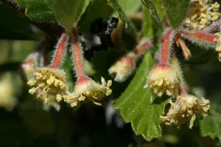 Mountain mahogany (Cercocarpus montanus), habit