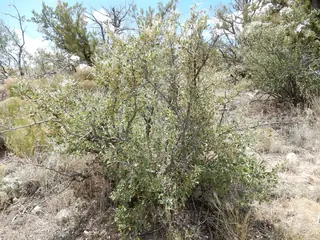Mountain mahogany