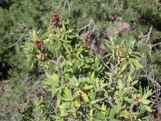 Fernbush (Chamaebatiaria millefolium) — mature form