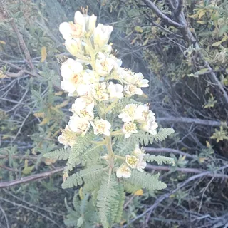 Fernbush (Chamaebatiaria millefolium) — foliage