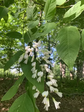 Yellowwood — American Yellowwood
