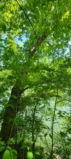 Yellowwood — American Yellowwood (Cladrastis kentukea) — mature form