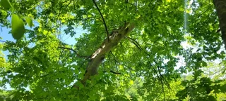 Yellowwood — American Yellowwood (Cladrastis kentukea) — foliage
