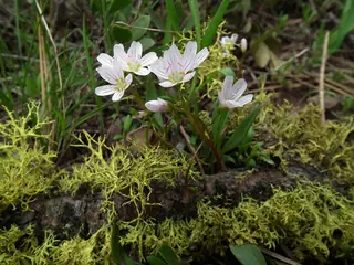 western spring