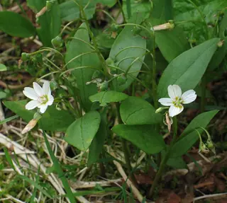 western spring (Claytonia lanceolata) — mature form