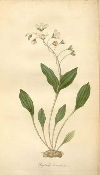 western spring (Claytonia lanceolata) — foliage