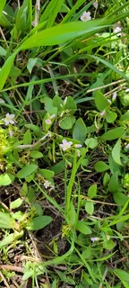 western spring (Claytonia lanceolata) — bloom