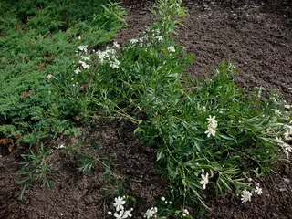 Mongolian Snowflakes