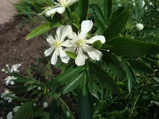 Mongolian Snowflakes (Clematis hexapetala) — mature form