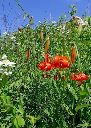 Mongolian Snowflakes (Clematis hexapetala) — foliage