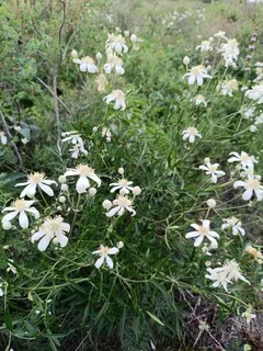 Mongolian Snowflakes (Clematis hexapetala) — bloom