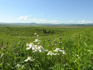 Mongolian Snowflakes (Clematis hexapetala) — fall color