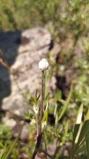 Mongolian Snowflakes (Clematis hexapetala) — habit