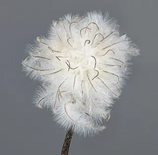 MONGOLIAN BELLS Clematis