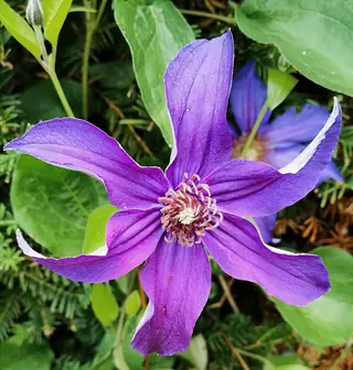 MONGOLIAN BELLS Clematis (Clematis integrifolia 'PSHarlan') — mature form