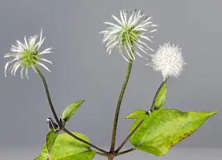 MONGOLIAN BELLS Clematis (Clematis integrifolia 'PSHarlan') — foliage
