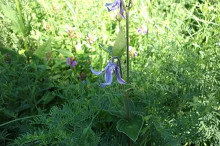MONGOLIAN BELLS Clematis (Clematis integrifolia 'PSHarlan') — bloom
