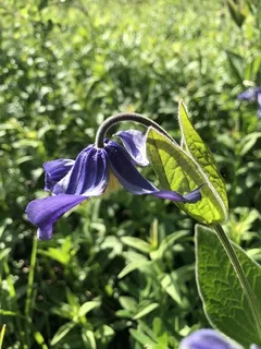 MONGOLIAN BELLS Clematis (Clematis integrifolia 'PSHarlan') — fall color