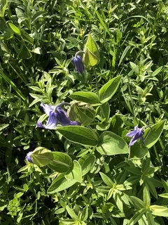 MONGOLIAN BELLS Clematis (Clematis integrifolia 'PSHarlan') — habit