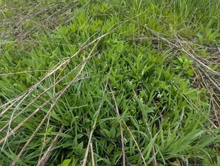 Lily of the valley