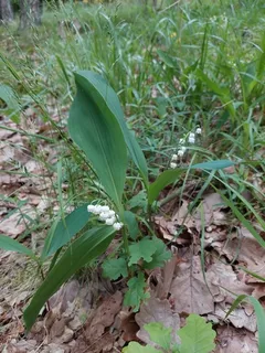 Lily of the valley (Convallaria majalis) — mature form