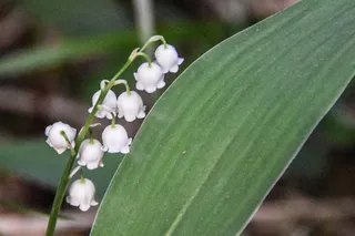 Lily of the valley (Convallaria majalis) — foliage