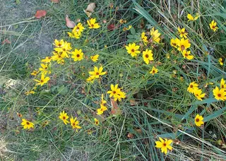 plains coreopsis (Coreopsis tinctoria) — mature form