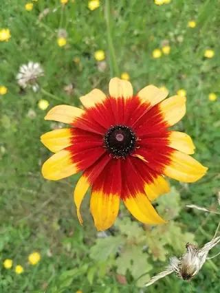 plains coreopsis (Coreopsis tinctoria) — foliage