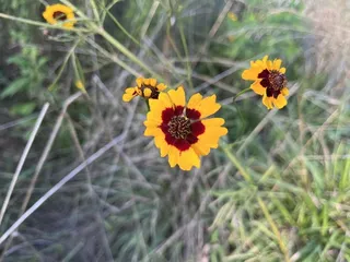 plains coreopsis (Coreopsis tinctoria) — bloom