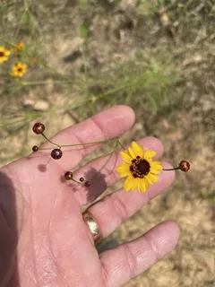 plains coreopsis (Coreopsis tinctoria) — fall color