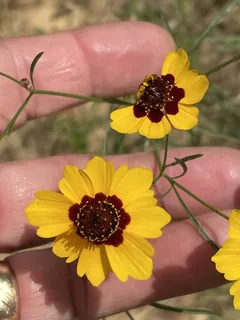 plains coreopsis (Coreopsis tinctoria) — habit