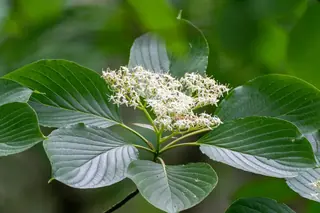 Dogwood — Giant – 'June Snow'