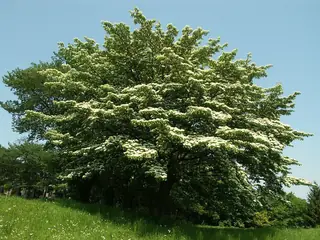 Dogwood — Giant – 'June Snow' (Cornus controversa) — foliage