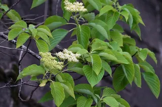 Dogwood — Giant – 'June Snow' (Cornus controversa) — bloom