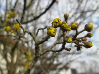 Dogwood — Cornelian Cherry, 'Golden Glory'