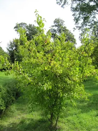 Dogwood, Cornelian Cherry, 'Golden Glory'