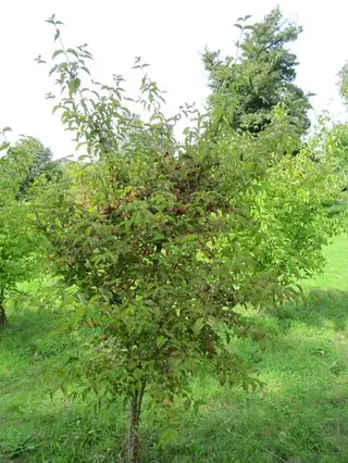Cornelian Cherry Dogwood (Cornus mas), mature form
