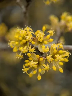 Dogwood — Cornelian Cherry, 'Golden Glory' (Cornus mas) — mature form