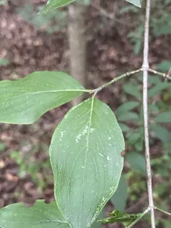 Dogwood — Cornelian Cherry, 'Golden Glory' (Cornus mas) — foliage