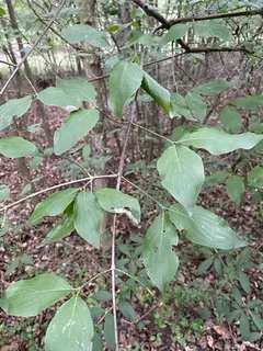Dogwood — Cornelian Cherry, 'Golden Glory' (Cornus mas) — bloom