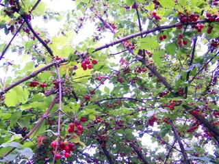 Cornelian Cherry Dogwood (Cornus mas), bloom